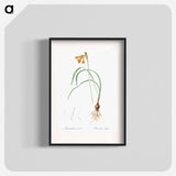 iPancratium croceum illustration from Les liliacées - Pierre Joseph Redouté Poster.