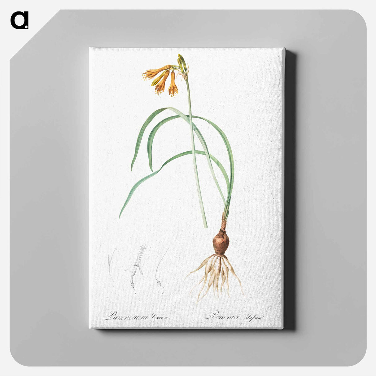 アートパネル-iPancratium croceum llustration from Les liliacées - ピエール ジョゼフ ルドゥーテ Canvas.