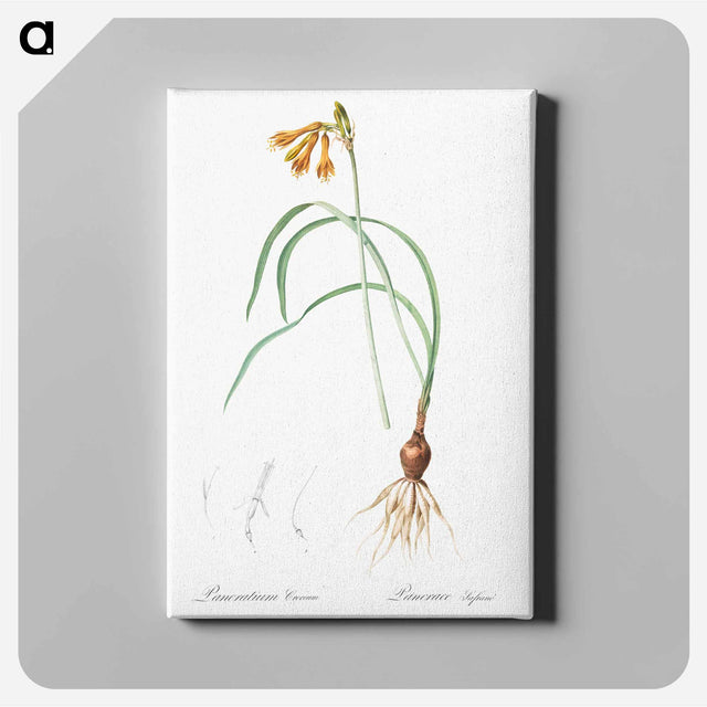 アートパネル-iPancratium croceum llustration from Les liliacées - ピエール ジョゼフ ルドゥーテ Canvas.