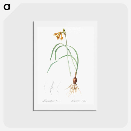 アートポストカード-iPancratium croceum llustration from Les liliacées - ピエール ジョゼフ ルドゥーテ Postcard.