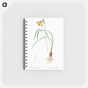 アートメモ帳-iPancratium croceum llustration from Les liliacées - ピエール ジョゼフ ルドゥーテ Memo.