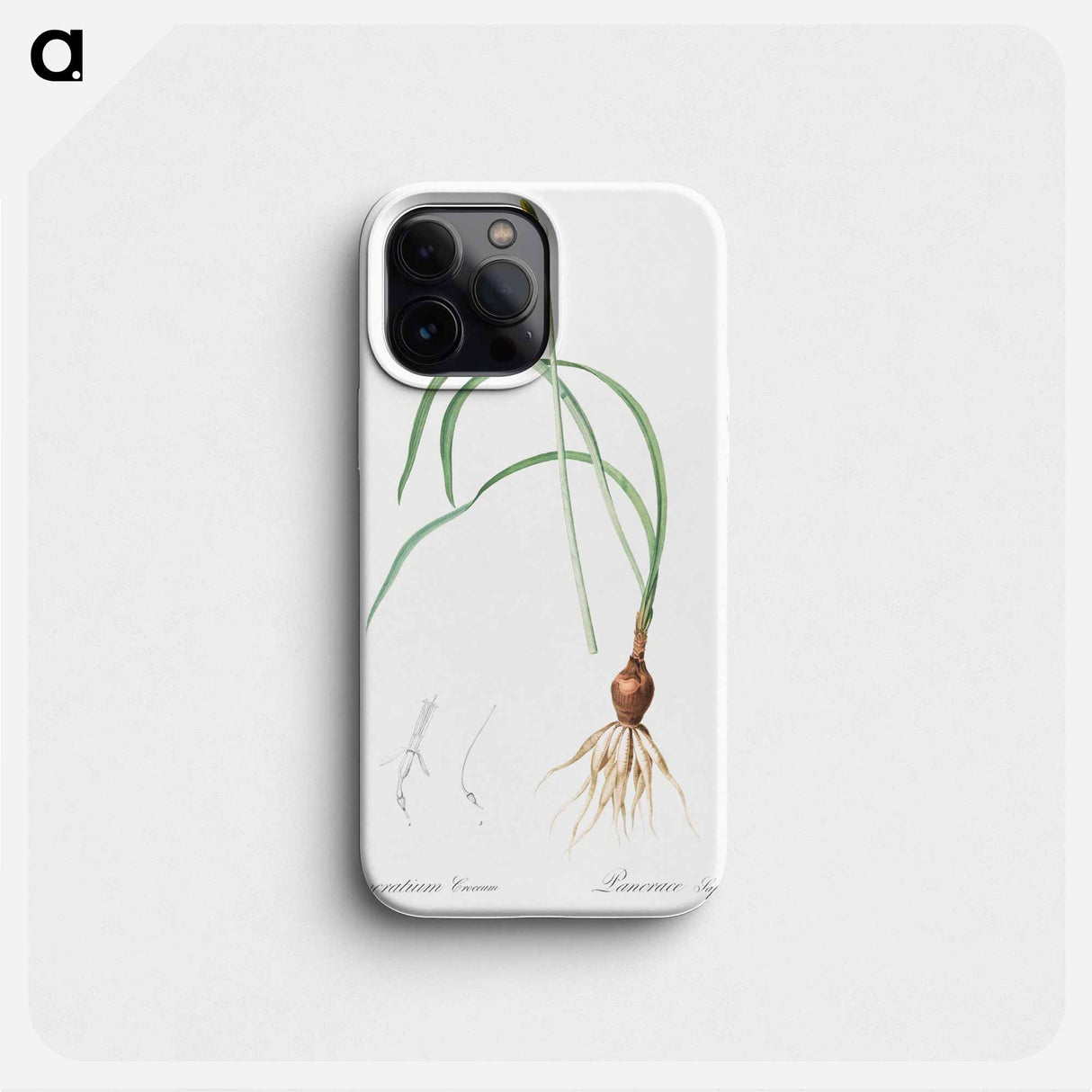iPancratium croceum illustration from Les liliacées - Pierre Joseph Redouté Phone Case.