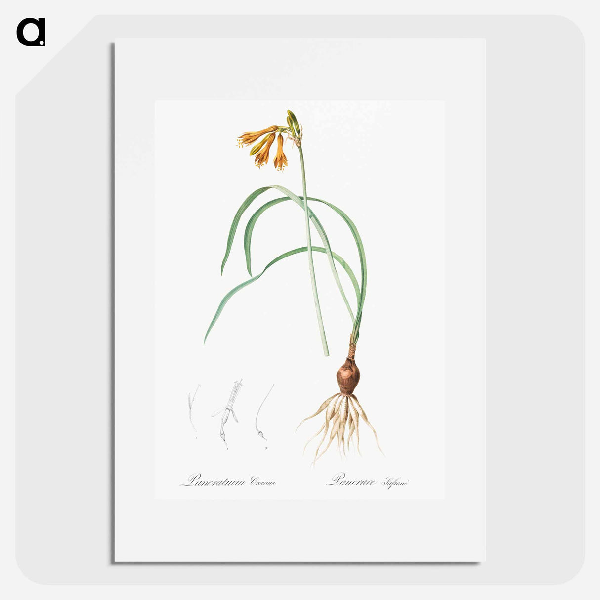 iPancratium croceum illustration from Les liliacées - Pierre Joseph Redouté Poster.