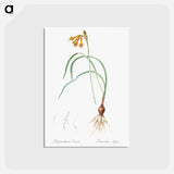 アートポストカード-iPancratium croceum llustration from Les liliacées - ピエール ジョゼフ ルドゥーテ Postcard.