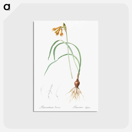 アートポストカード-iPancratium croceum llustration from Les liliacées - ピエール ジョゼフ ルドゥーテ Postcard.
