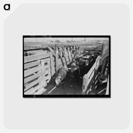 アートポストカード-Cattle Corral, Brawley
 - ラッセル リー Postcard.