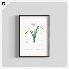 アートポスター-Small-flowered pancratium illustration - ピエール ジョゼフ ルドゥーテ Poster.