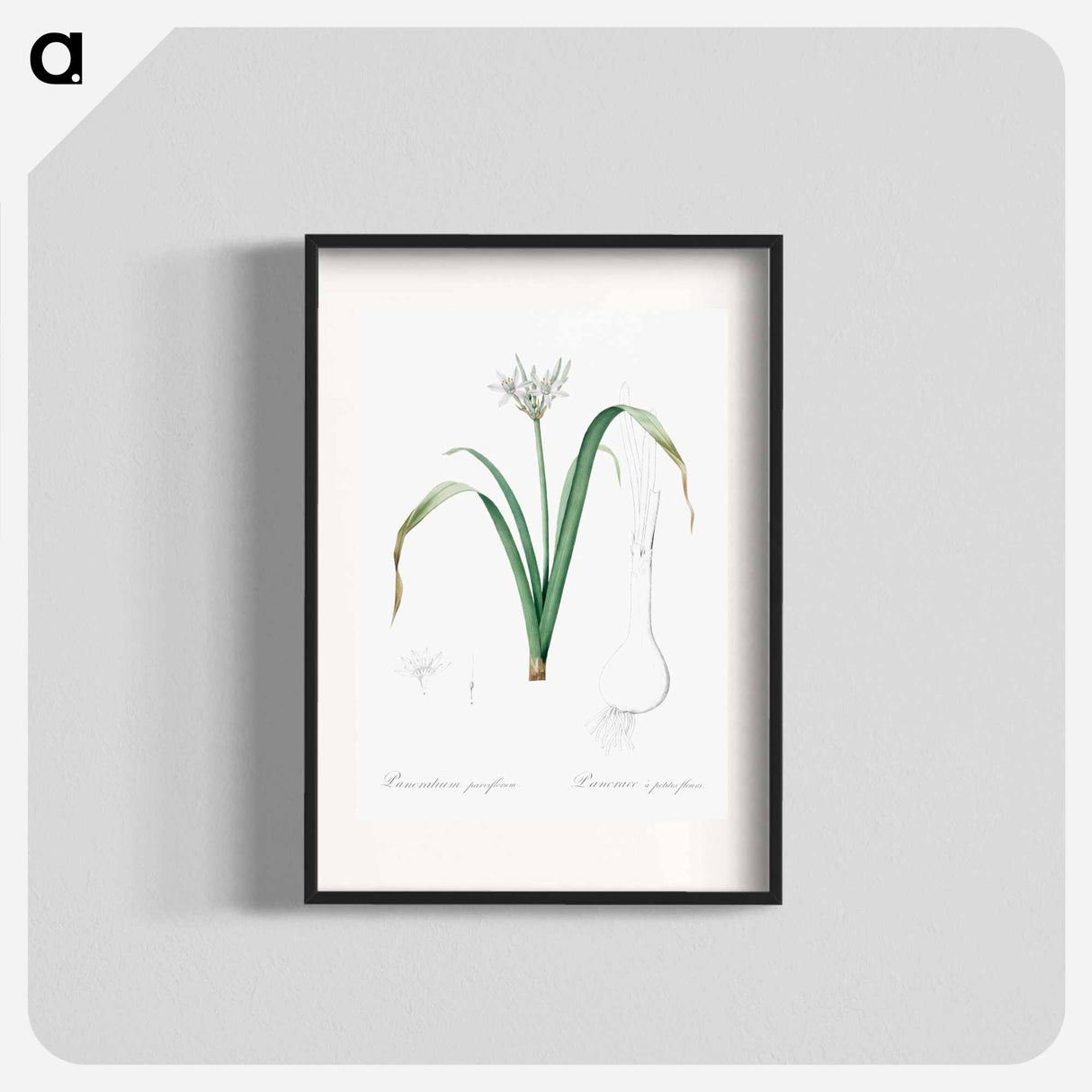 Small-flowered pancratium illustration - ピエール ジョゼフ ルドゥーテ Poster.