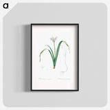 Small-flowered pancratium illustration - ピエール ジョゼフ ルドゥーテ Poster.