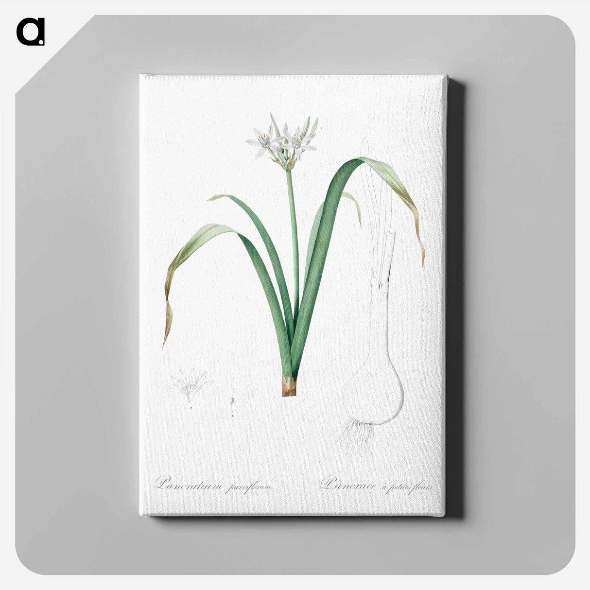 アートパネル-Small-flowered pancratium illustration - ピエール ジョゼフ ルドゥーテ Canvas.