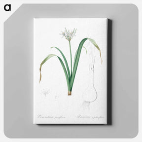 アートパネル-Small-flowered pancratium illustration - ピエール ジョゼフ ルドゥーテ Canvas.