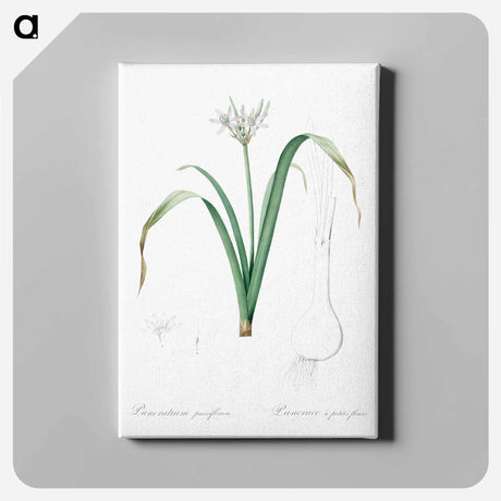 アートパネル-Small-flowered pancratium illustration - ピエール ジョゼフ ルドゥーテ Canvas.