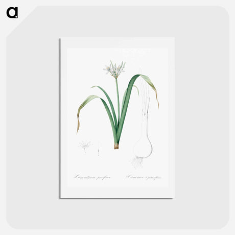 アートポストカード-Small-flowered pancratium illustration - ピエール ジョゼフ ルドゥーテ Postcard.