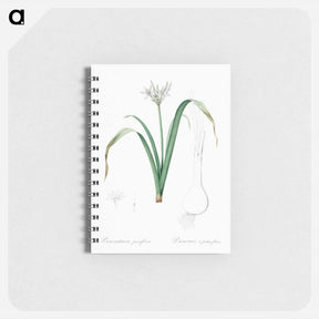 アートメモ帳-Small-flowered pancratium illustration - ピエール ジョゼフ ルドゥーテ Memo.