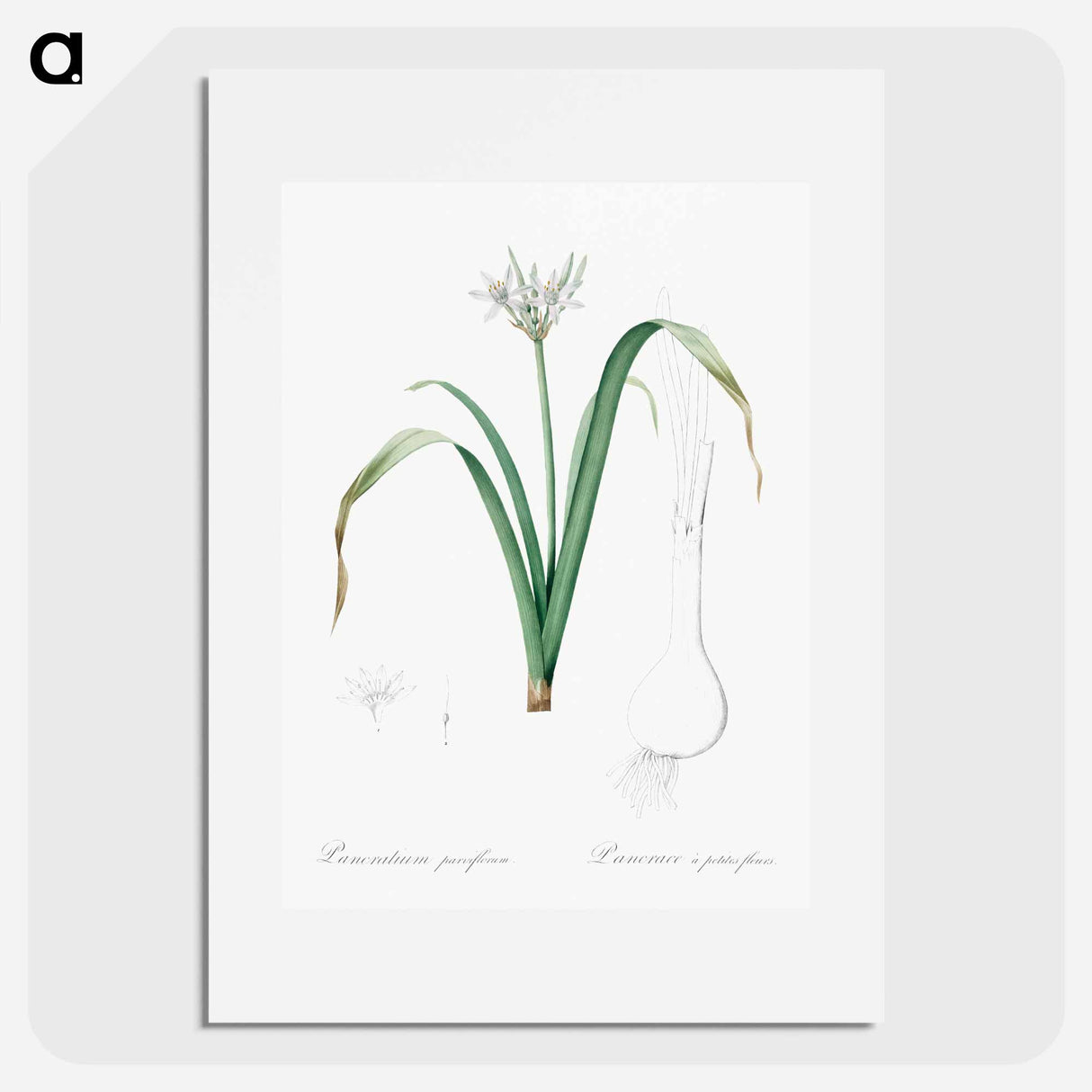 Small-flowered pancratium illustration - ピエール ジョゼフ ルドゥーテ Poster.