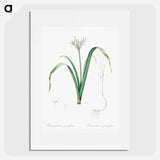 Small-flowered pancratium illustration - ピエール ジョゼフ ルドゥーテ Poster.