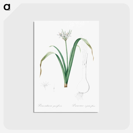 アートポストカード-Small-flowered pancratium illustration - ピエール ジョゼフ ルドゥーテ Postcard.