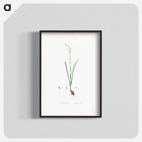アートポスター-Species daffodil illustration - ピエール ジョゼフ ルドゥーテ Poster.