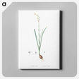 アートパネル-Species daffodil illustration - ピエール ジョゼフ ルドゥーテ Canvas.