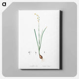 アートパネル-Species daffodil illustration - ピエール ジョゼフ ルドゥーテ Canvas.
