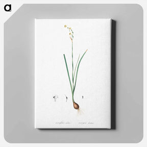 アートパネル-Species daffodil illustration - ピエール ジョゼフ ルドゥーテ Canvas.