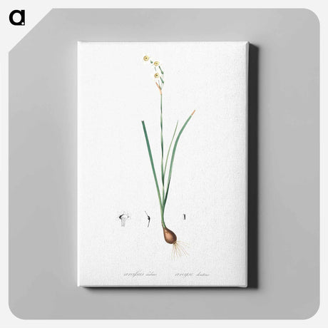 アートパネル-Species daffodil illustration - ピエール ジョゼフ ルドゥーテ Canvas.