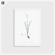 アートポストカード-Species daffodil illustration - ピエール ジョゼフ ルドゥーテ Postcard.