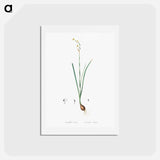 アートポストカード-Species daffodil illustration - ピエール ジョゼフ ルドゥーテ Postcard.