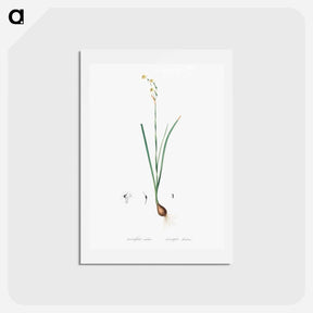 アートポストカード-Species daffodil illustration - ピエール ジョゼフ ルドゥーテ Postcard.