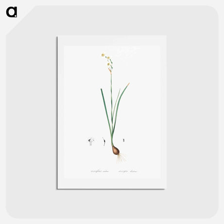 アートポストカード-Species daffodil illustration - ピエール ジョゼフ ルドゥーテ Postcard.