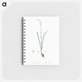 Species daffodil illustration - ピエール ジョゼフ ルドゥーテ Memo.
