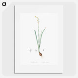 Species daffodil illustration - ピエール ジョゼフ ルドゥーテ Poster.