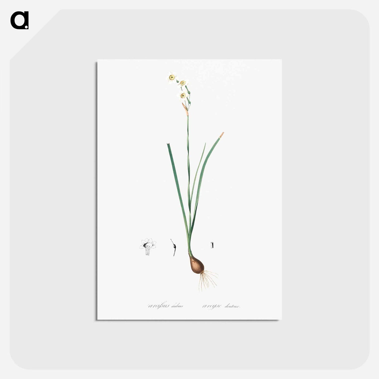 アートポストカード-Species daffodil illustration - ピエール ジョゼフ ルドゥーテ Postcard.