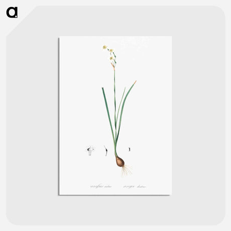 アートポストカード-Species daffodil illustration - ピエール ジョゼフ ルドゥーテ Postcard.