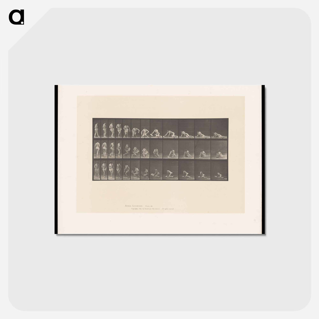 アートポストカード-Decomposition
 - エドワード マイブリッジ Postcard.