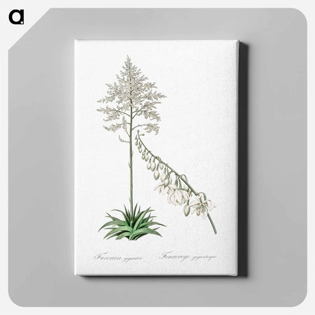 アートパネル-Giant cabuya illustration - ピエール ジョゼフ ルドゥーテ Canvas.