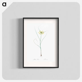 アートポスター-Small yellow onion illustration - ピエール ジョゼフ ルドゥーテ Poster.