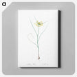 アートパネル-Small yellow onion illustration - ピエール ジョゼフ ルドゥーテ Canvas.