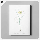 アートパネル-Small yellow onion illustration - ピエール ジョゼフ ルドゥーテ Canvas.