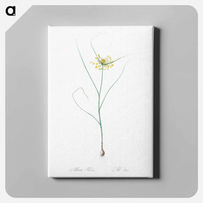 アートパネル-Small yellow onion illustration - ピエール ジョゼフ ルドゥーテ Canvas.