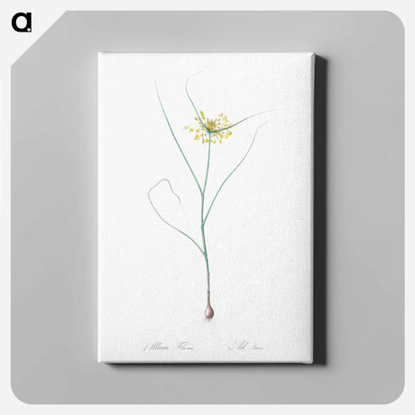 アートパネル-Small yellow onion illustration - ピエール ジョゼフ ルドゥーテ Canvas.