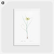 アートポストカード-Small yellow onion illustration - ピエール ジョゼフ ルドゥーテ Postcard.