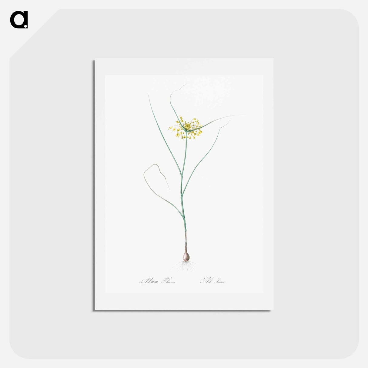 アートポストカード-Small yellow onion illustration - ピエール ジョゼフ ルドゥーテ Postcard.