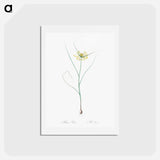 アートポストカード-Small yellow onion illustration - ピエール ジョゼフ ルドゥーテ Postcard.