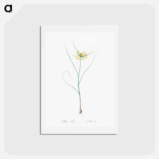 アートポストカード-Small yellow onion illustration - ピエール ジョゼフ ルドゥーテ Postcard.