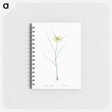 Small yellow onion illustration - ピエール ジョゼフ ルドゥーテ Memo.