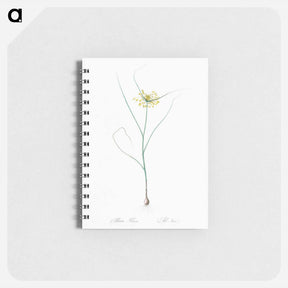 アートメモ帳-Small yellow onion illustration - ピエール ジョゼフ ルドゥーテ Memo.