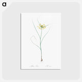 アートポストカード-Small yellow onion illustration - ピエール ジョゼフ ルドゥーテ Postcard.