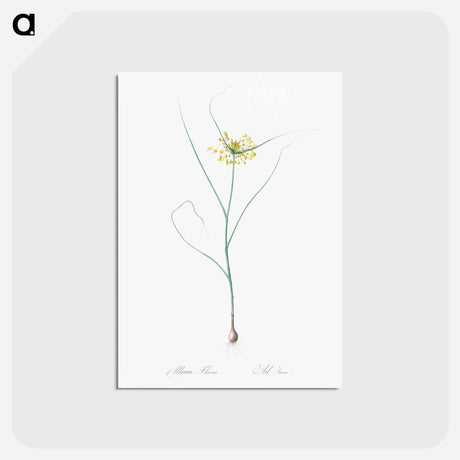 アートポストカード-Small yellow onion illustration - ピエール ジョゼフ ルドゥーテ Postcard.