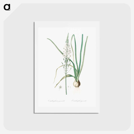 アートポストカード-Star-of-Bethlehem - ピエール ジョゼフ ルドゥーテ Postcard.